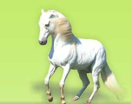 Libero