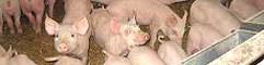 Farma svinja Libero, Mišićevo